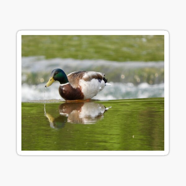 Mallard Duck Drip Sticker