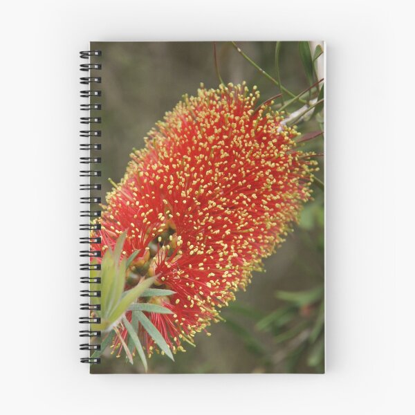 Item preview, Calistemon- Red Bottle Brush flower designed and sold by Jaycee2009.