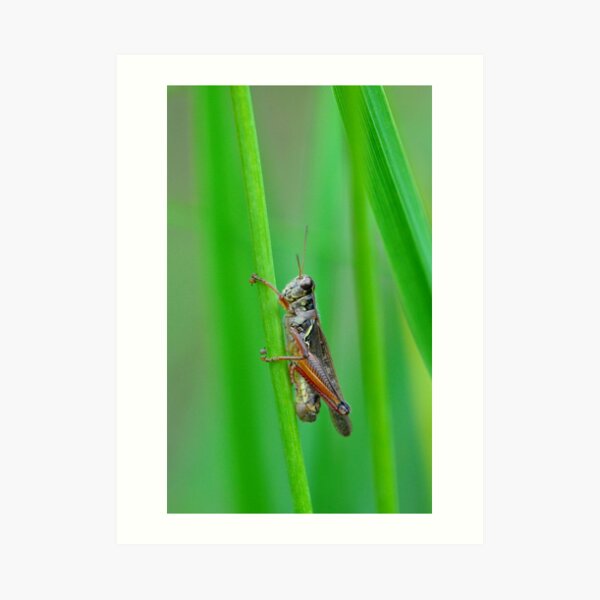 Grasshopper Art Print
