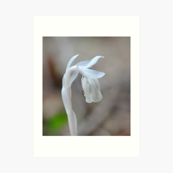 Indian Pipe Art Print