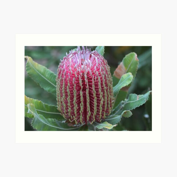 Banksia menziesii Art Print