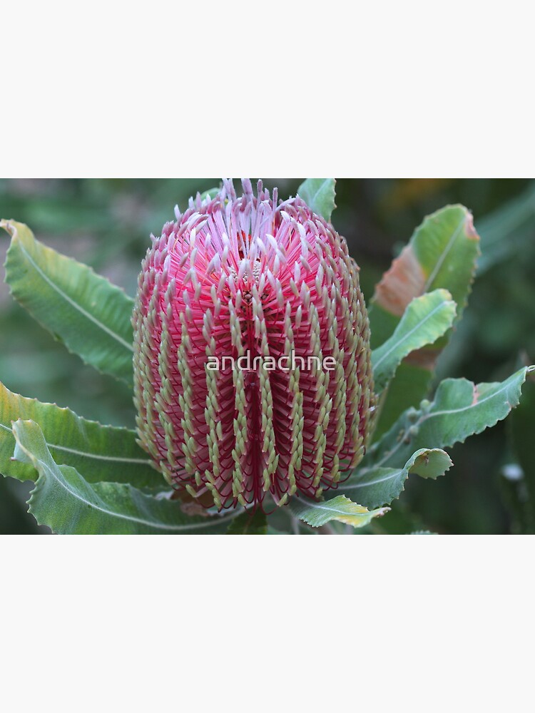 Banksia menziesii by andrachne