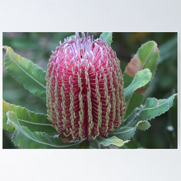 Item preview, Banksia menziesii designed and sold by andrachne.