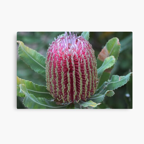 Banksia menziesii Canvas Print