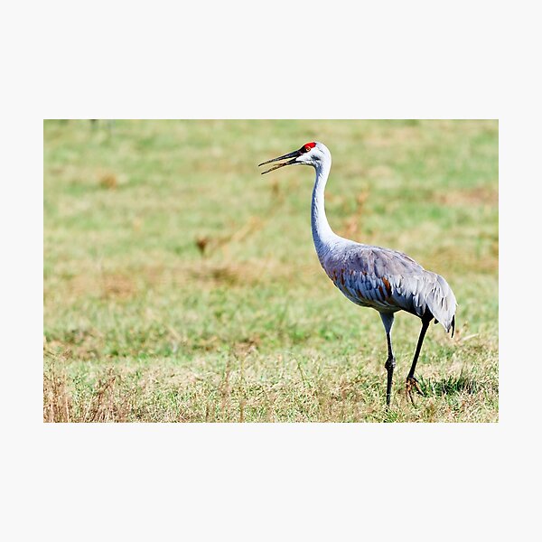 Item preview, Sandhill Crane designed and sold by bengraham.