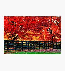 Kentucky Wooden Fence with Maples Photographic Print