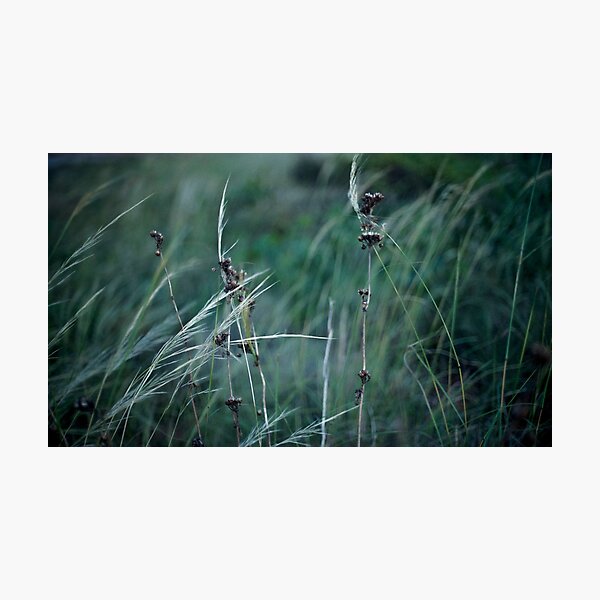 Grasses 1 Photographic Print