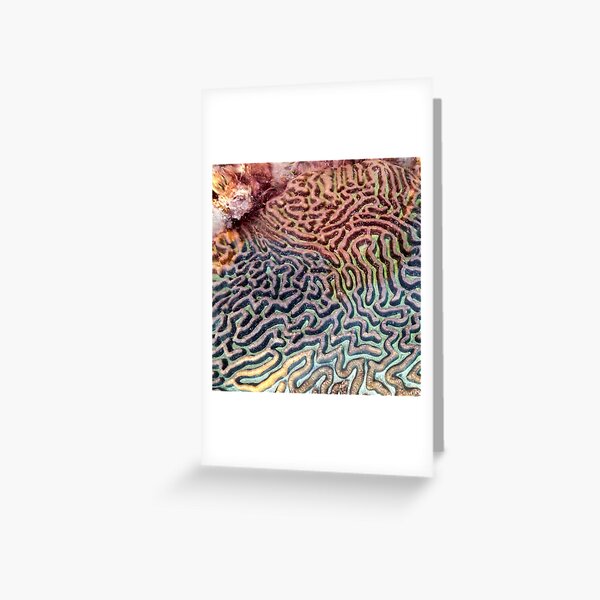 Coral 1 Greeting Card