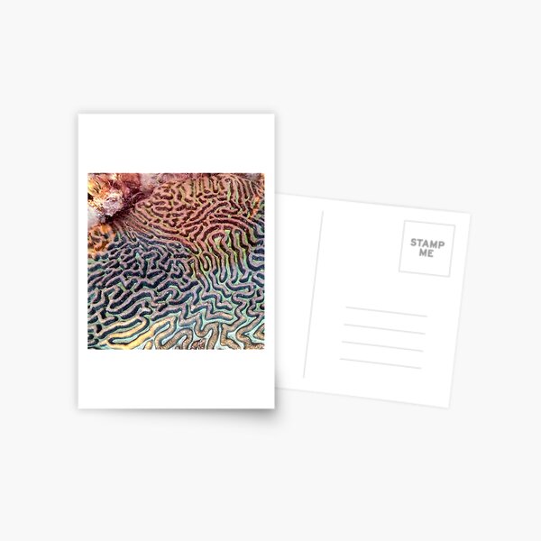 Coral 1 Postcard