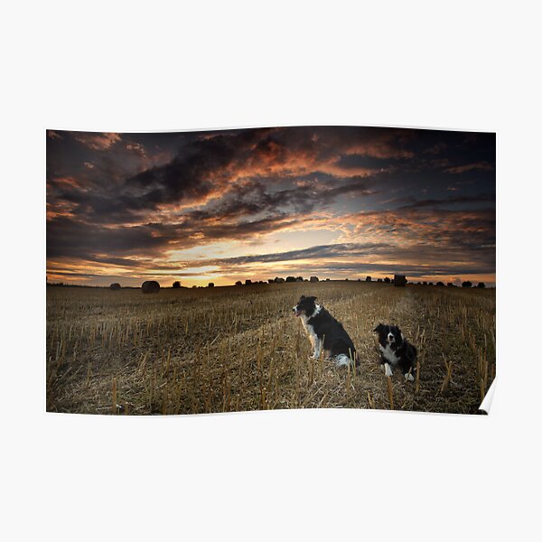 Harvest time Walk with the Dogs Poster