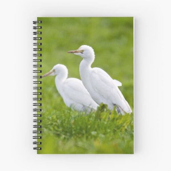 Artikelvorschau, WADER ~ Cattle Egret eEtZC2qM von David Irwin entworfen und verkauft von tasmanianartist.