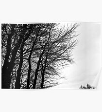 Trees on winter Poster