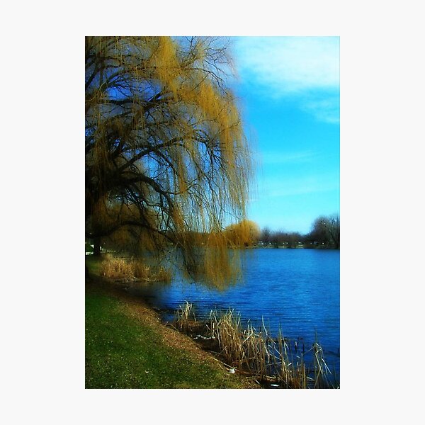 My Weeping Willow Tree © Photographic Print