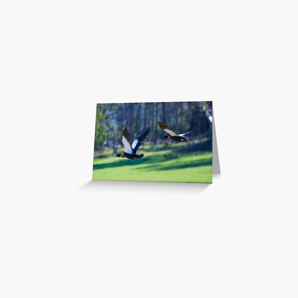 Item preview, WATERFOWL ~ Australian Shelduck B75Q8VRB by David Irwin designed and sold by tasmanianartist.