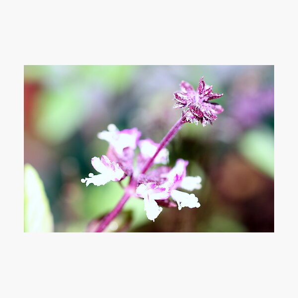 Thai Basil Flower Photographic Print