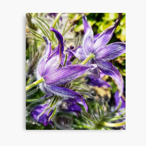 Hairy purple flowers Canvas Print