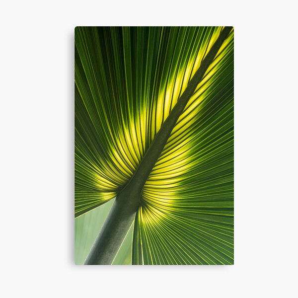 Glowing palm leaf Canvas Print