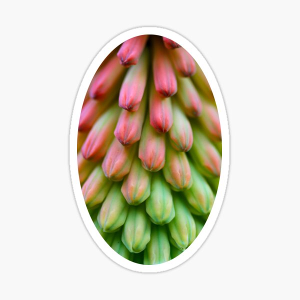 Item preview, Torch Lily designed and sold by Gwenn Seemel.