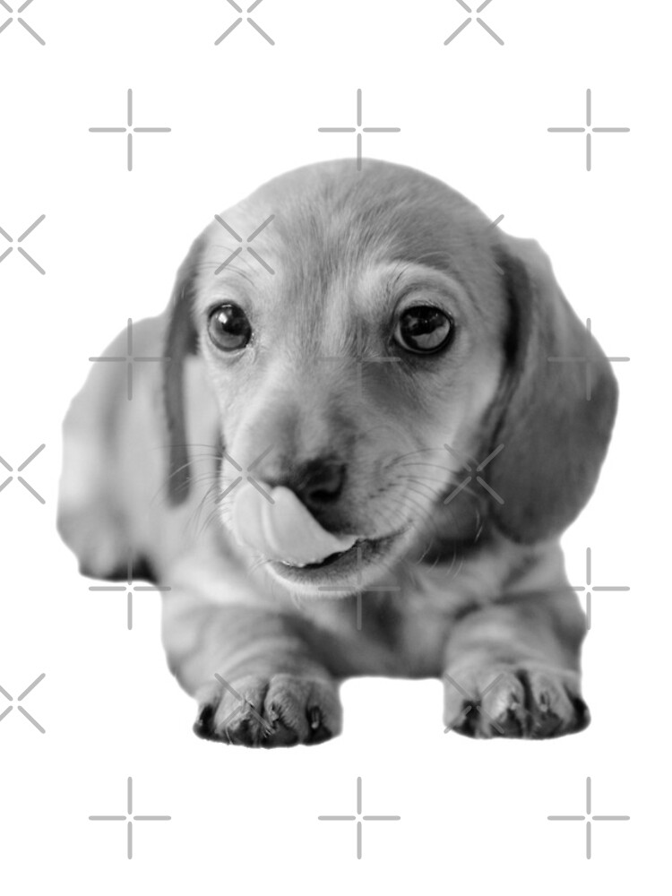 Little Cute Dachshund Puppy by tribbledesign