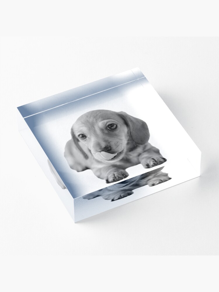 Alternate view of Little Cute Dachshund Puppy Acrylic Block