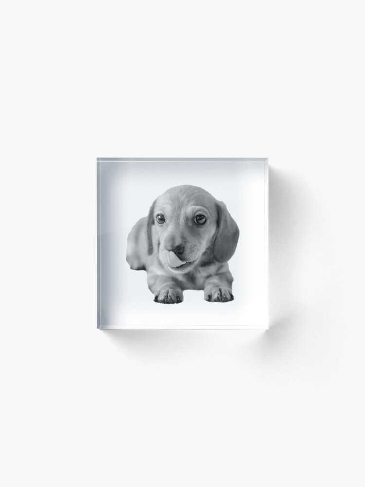 Alternate view of Little Cute Dachshund Puppy Acrylic Block