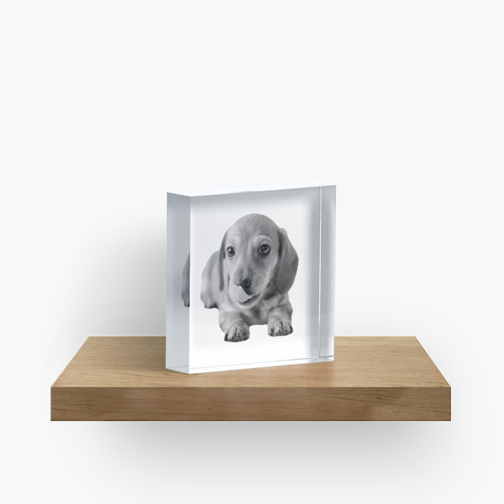 Little Cute Dachshund Puppy Acrylic Block
