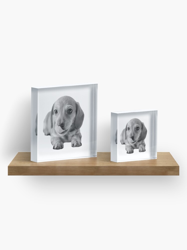 Alternate view of Little Cute Dachshund Puppy Acrylic Block
