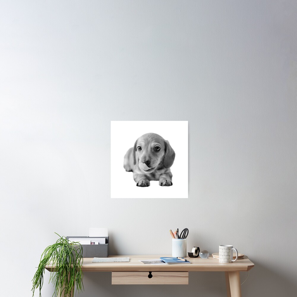 Little Cute Dachshund Puppy Poster