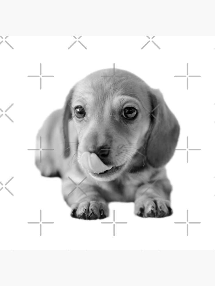 Little Cute Dachshund Puppy by tribbledesign