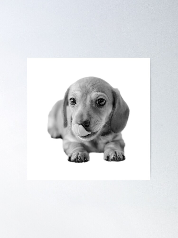 Alternate view of Little Cute Dachshund Puppy Poster