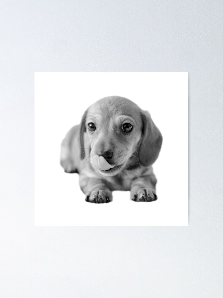 Alternate view of Little Cute Dachshund Puppy Poster