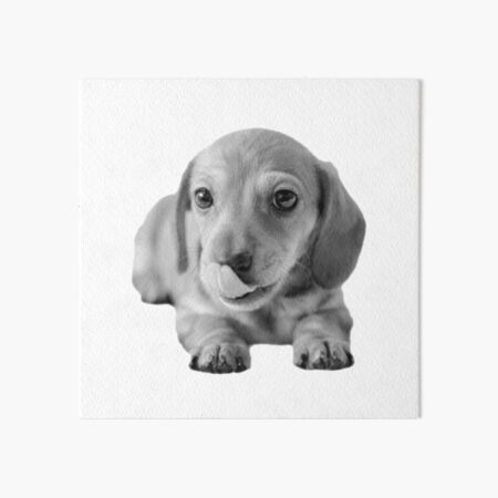 Little Cute Dachshund Puppy Art Board Print