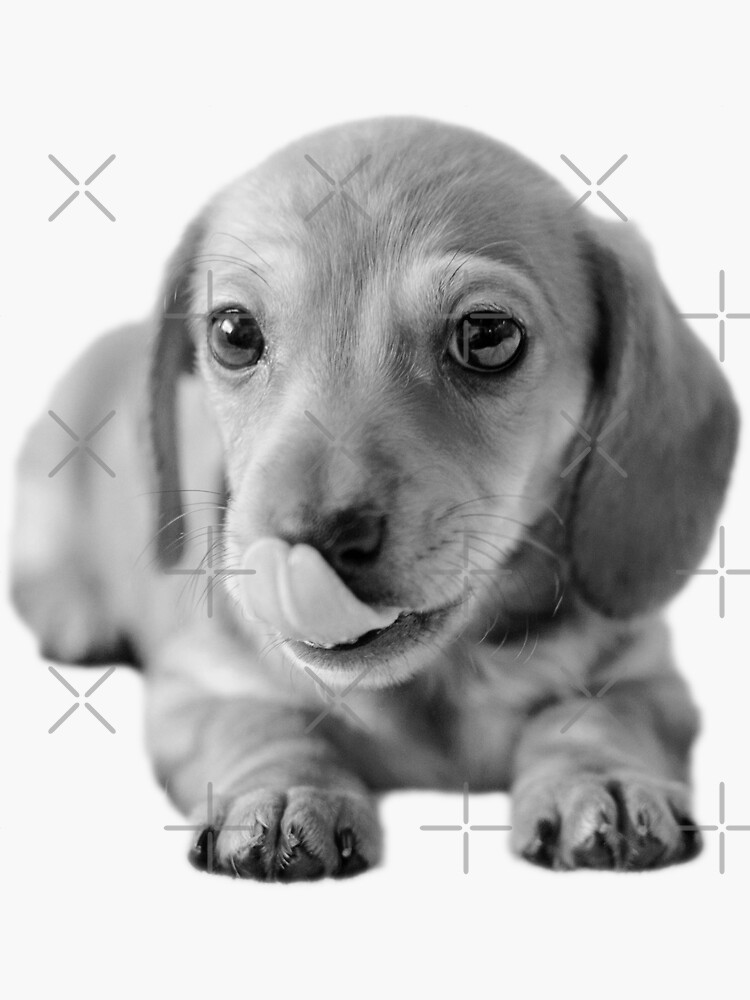 Little Cute Dachshund Puppy by tribbledesign