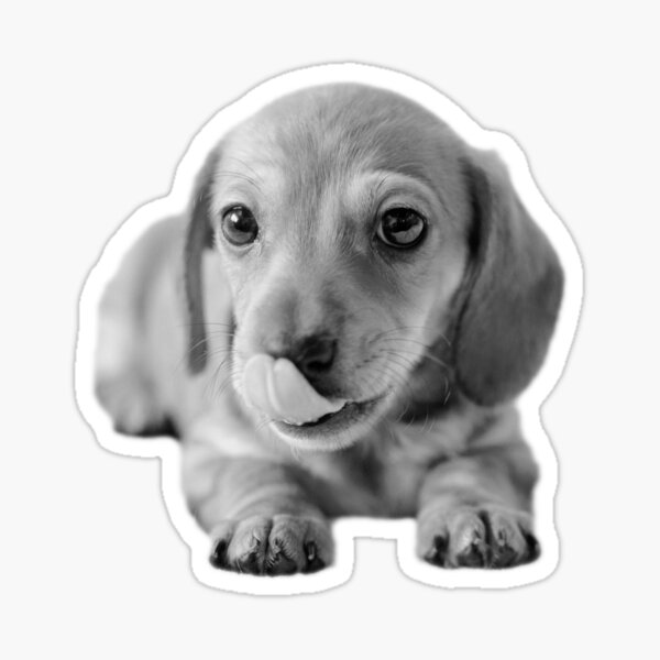 Little Cute Dachshund Puppy Sticker