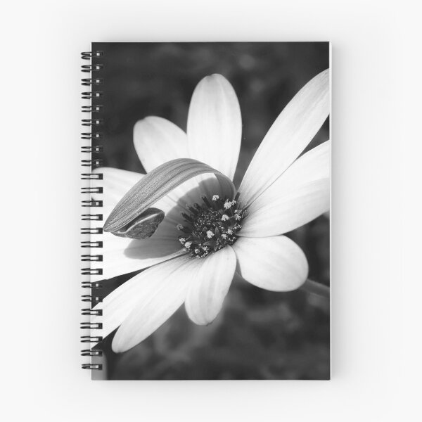 Item preview, Snail On Hardy Osteospermum - Monochrome designed and sold by Dorset Girl.