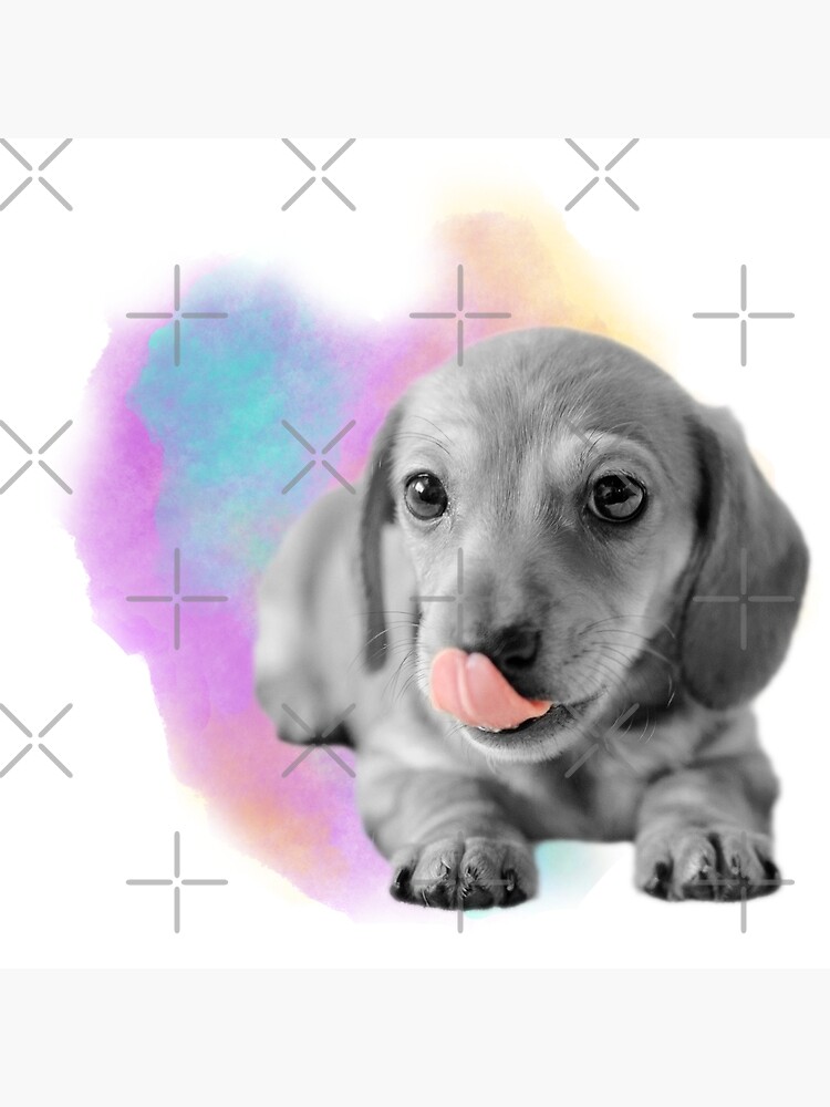 cute dachshund puppies