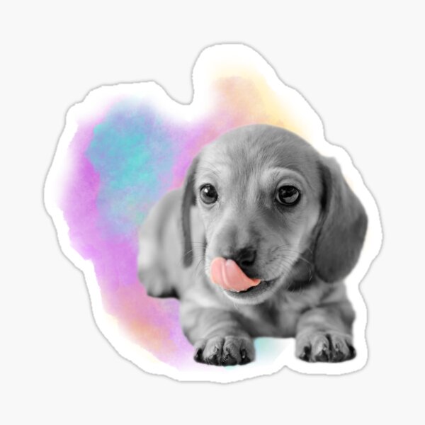 Cute Dachshund Puppy Watercolor Sticker