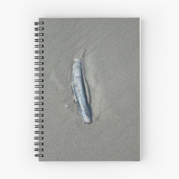 Item preview, Clam shell on the beach designed and sold by Hilbert72.