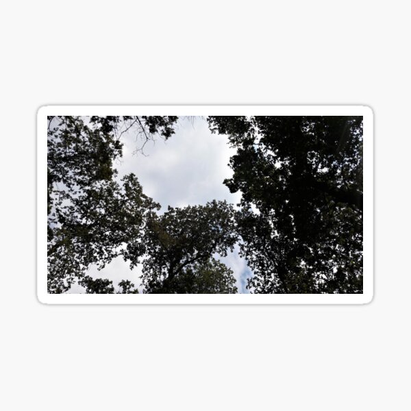 Forest Canopy With Opening Sticker