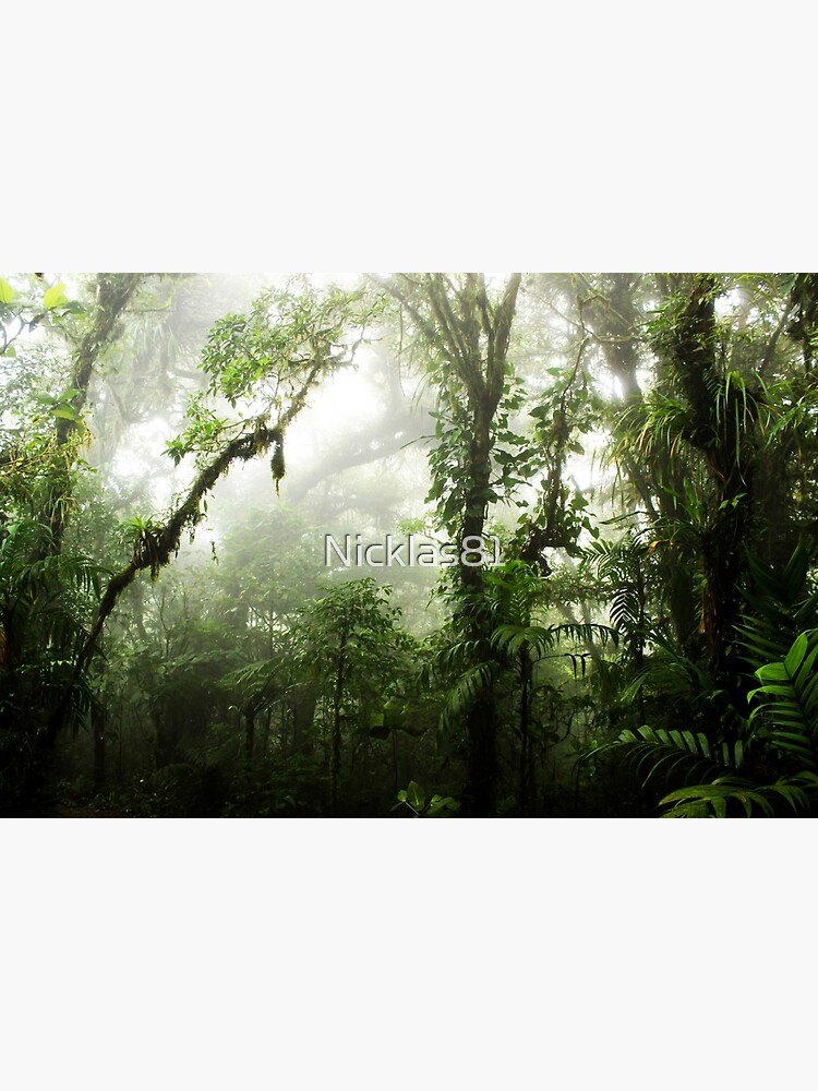 Cloud Forest by Nicklas81