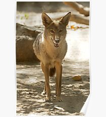 It's a good day to be a coyote Poster