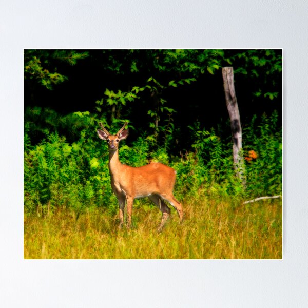 Artikelvorschau, Whitetail entworfen und verkauft von BigD.