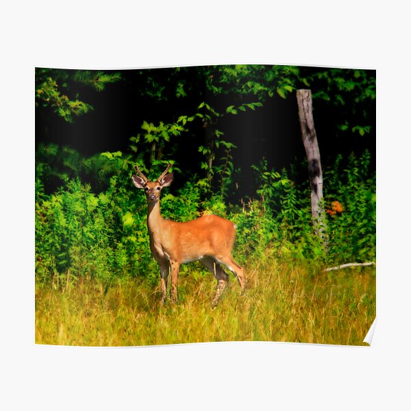 Whitetail Poster
