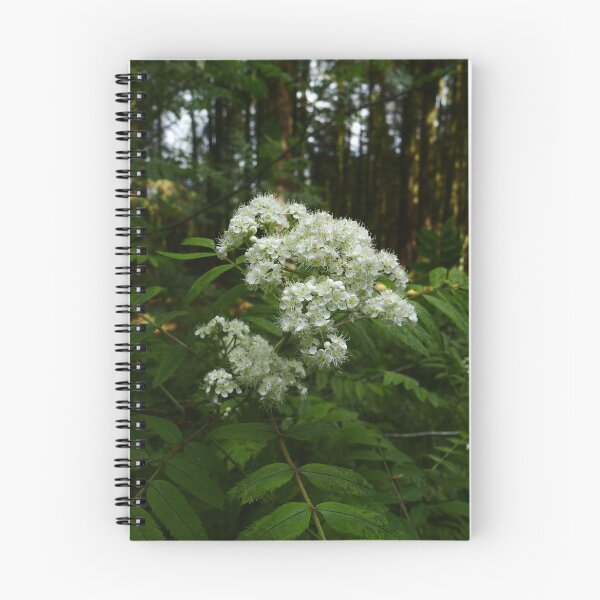 Item preview, Rowan (Sorbus aucuparia) designed and sold by IOMWildFlowers.