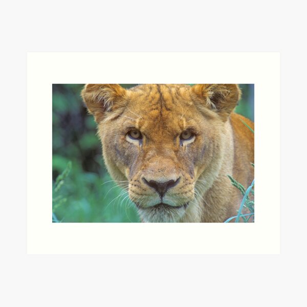 Item preview, " The Glare! " designed and sold by Rick Montgomery.