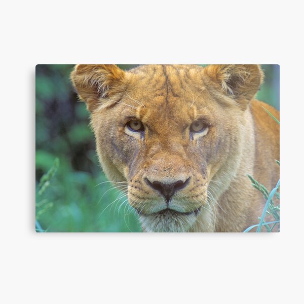 Item preview, " The Glare! " designed and sold by Rick Montgomery.