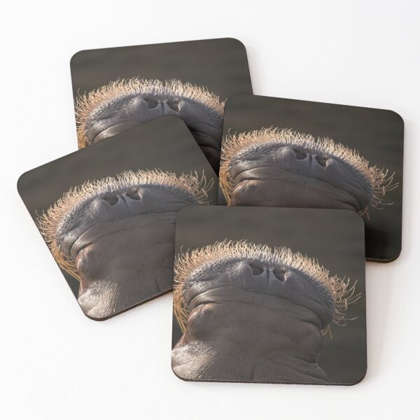 Item preview, Walrus Whiskers designed and sold by rawshutterbug.