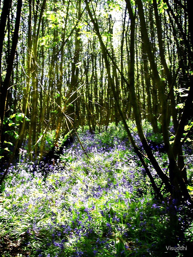 "Bluebell wood at Powder Mill." by Visuddhi Redbubble