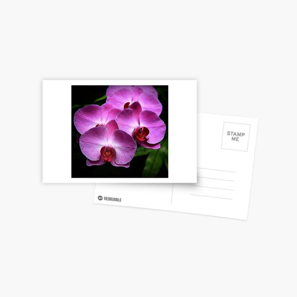 Delicately Postcard