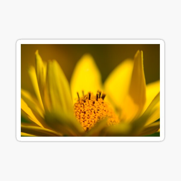 False Sunflower (Heliopsis helianthoides) Sticker